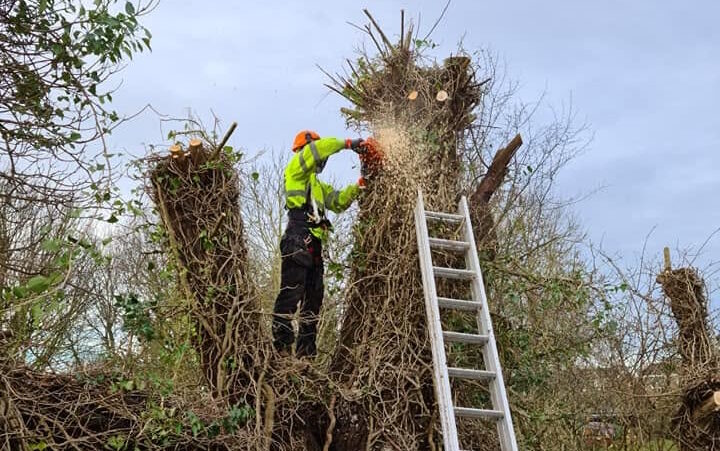 Tree & Bush Removal